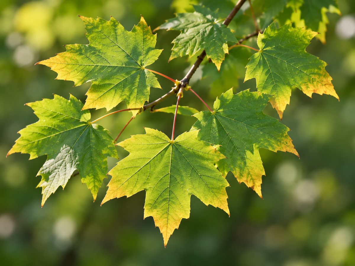 Illustration of maple leaves