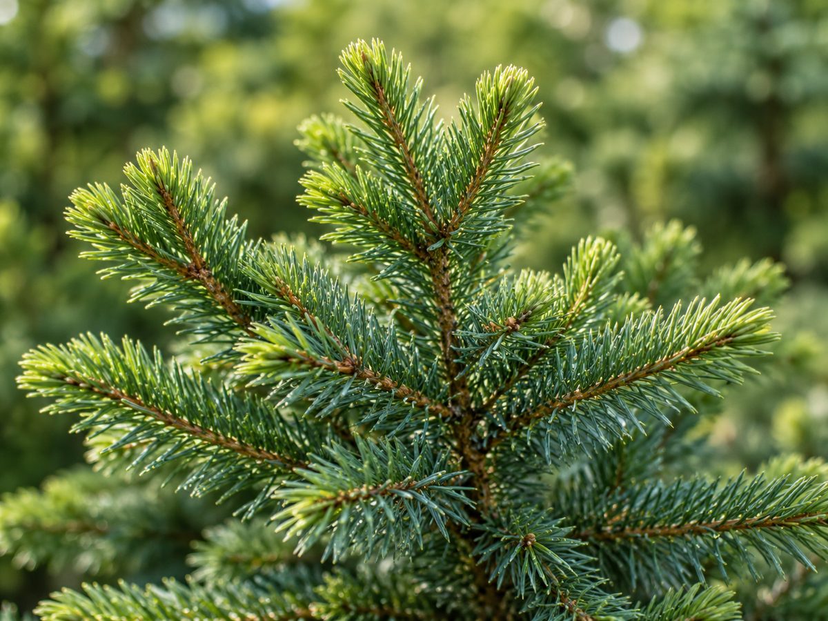 Illustration of spruce branches
