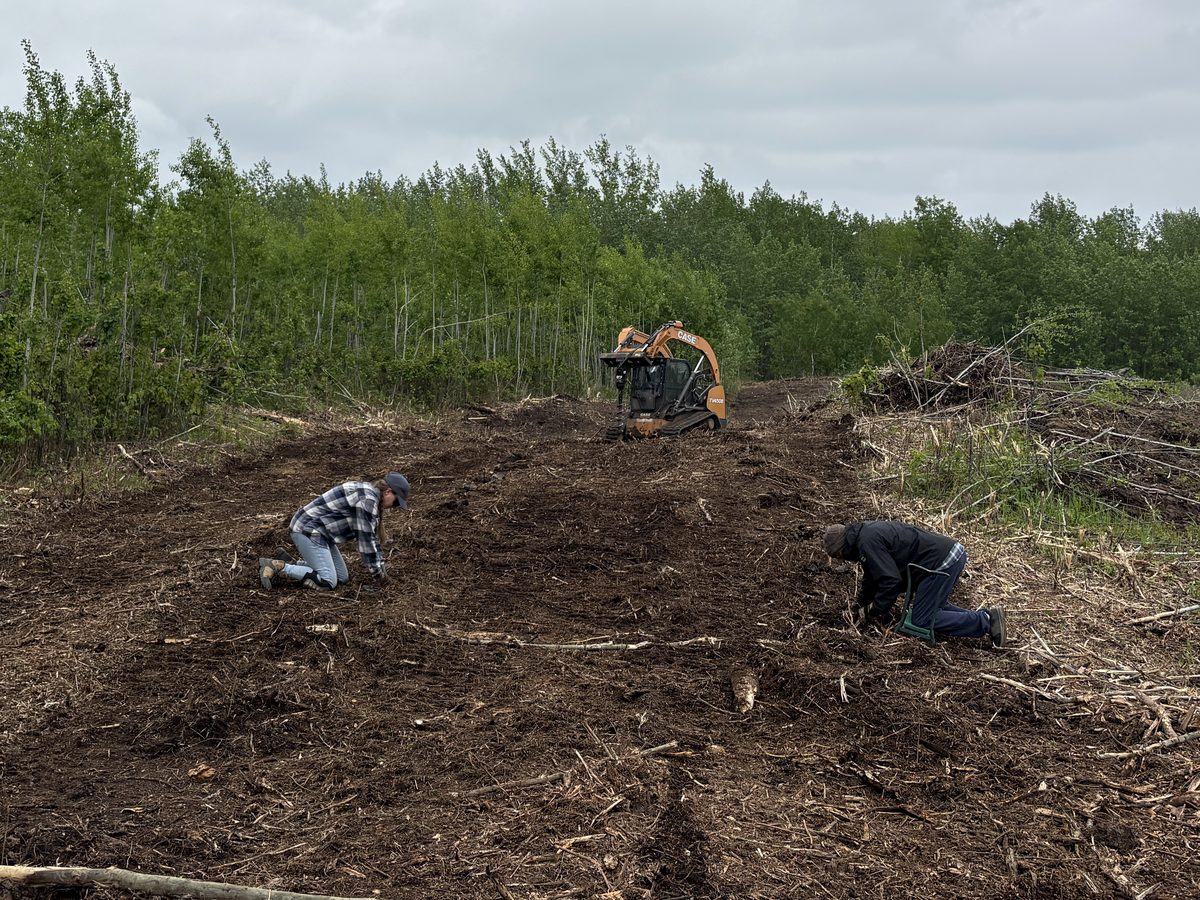 Two people kneeling to plant seedlings by hand in cleared ground, with a tracked loader fitted with an auger behind them under an overcast sky.