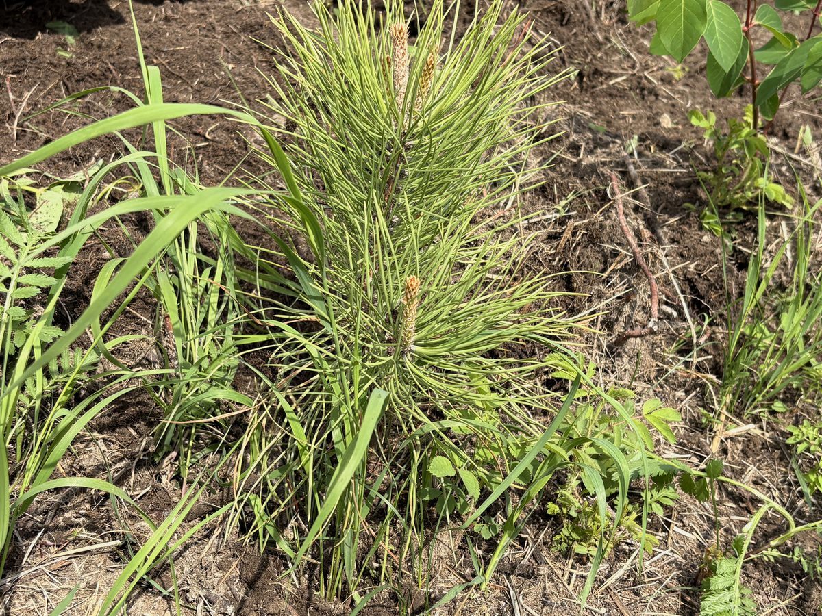 Young pine on the farm, July 2026, with long clustered needles and new buds.